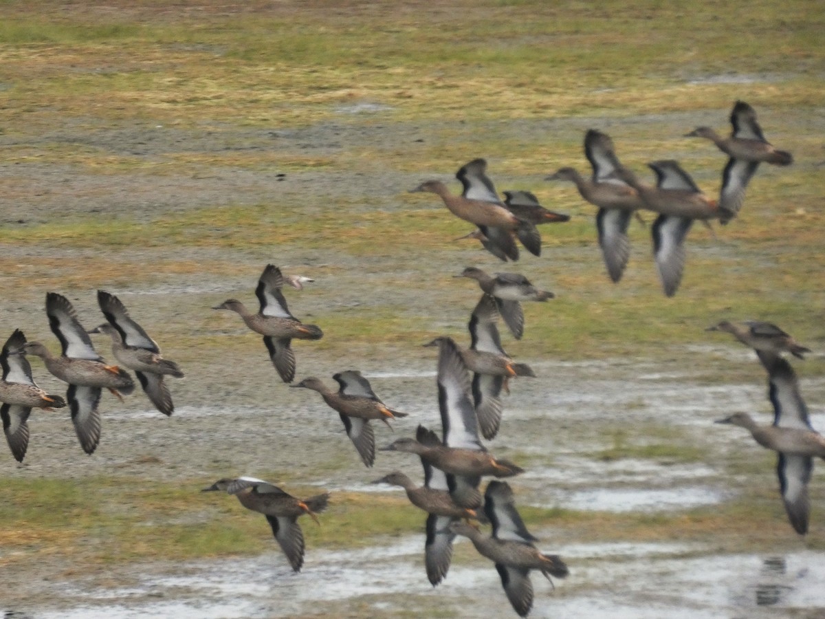 Blue-winged Teal - ML640883354