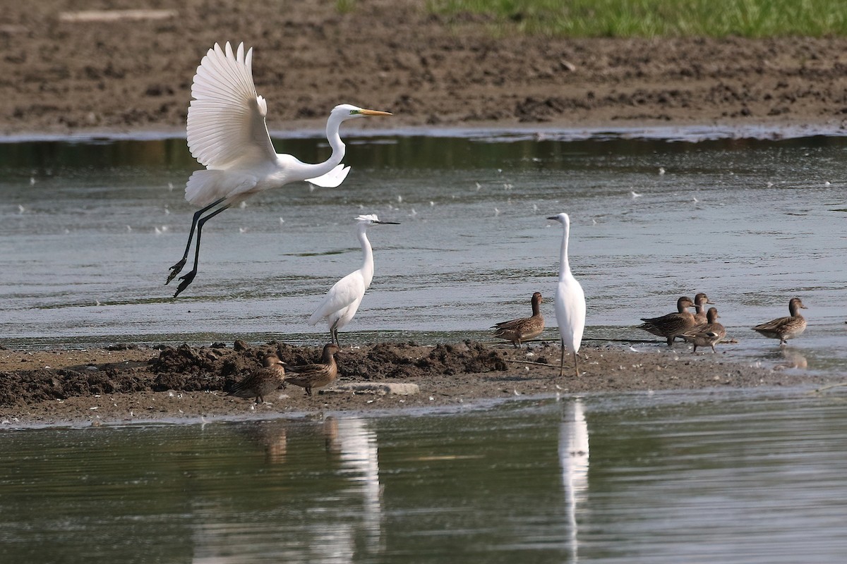 Little Egret - ML640883382