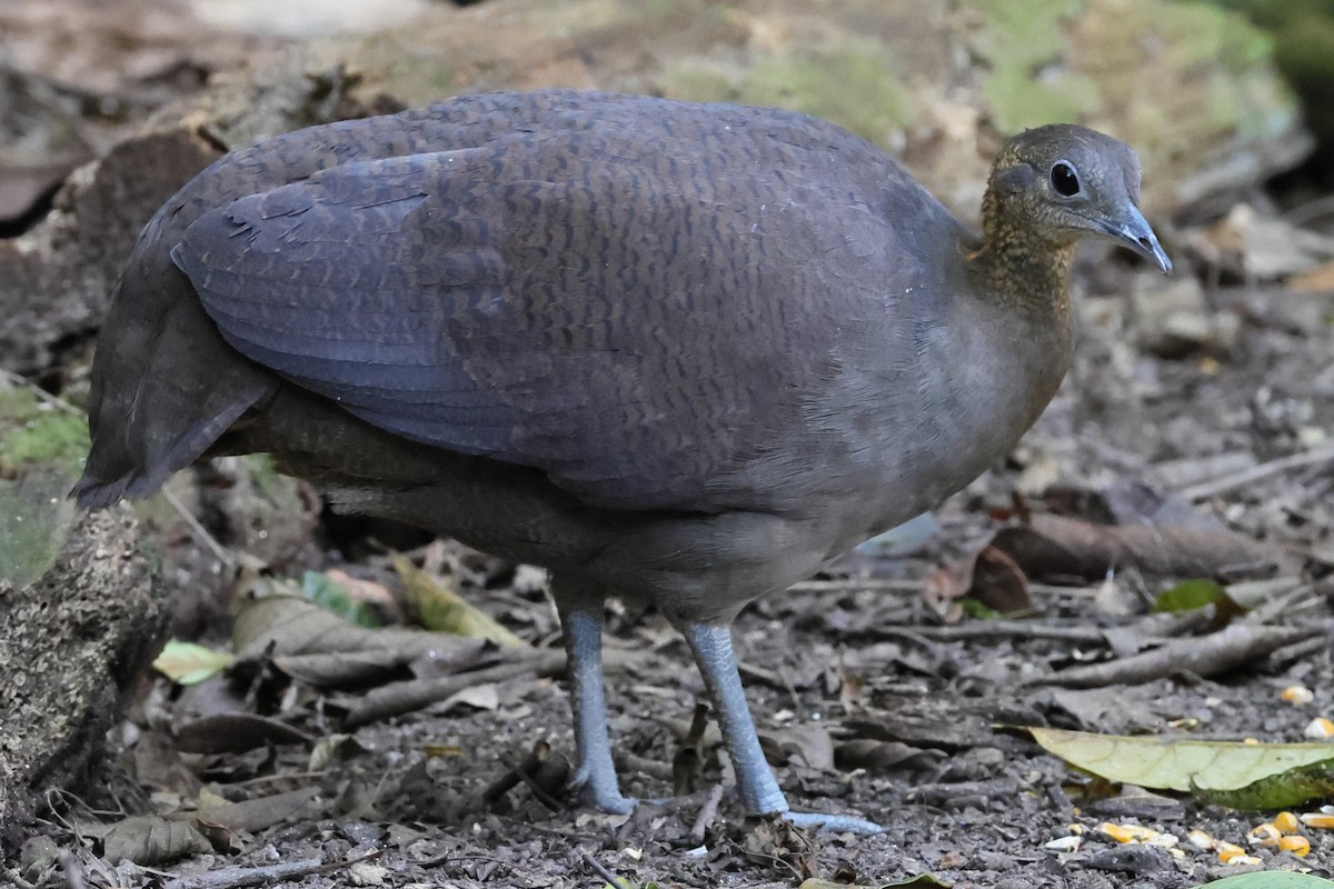 Solitary Tinamou - ML640883392