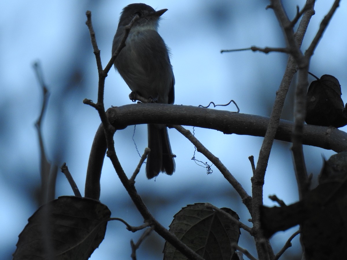 Tumbes Pewee - ML640883393