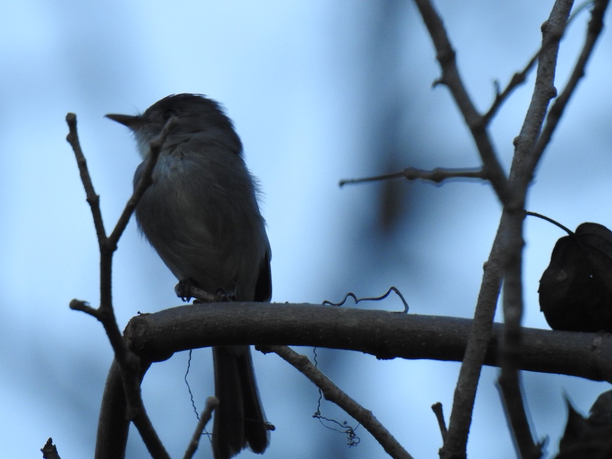 Tumbes Pewee - ML640883394