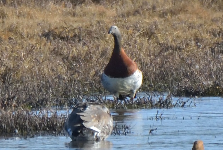 Ashy-headed Goose - ML640883474