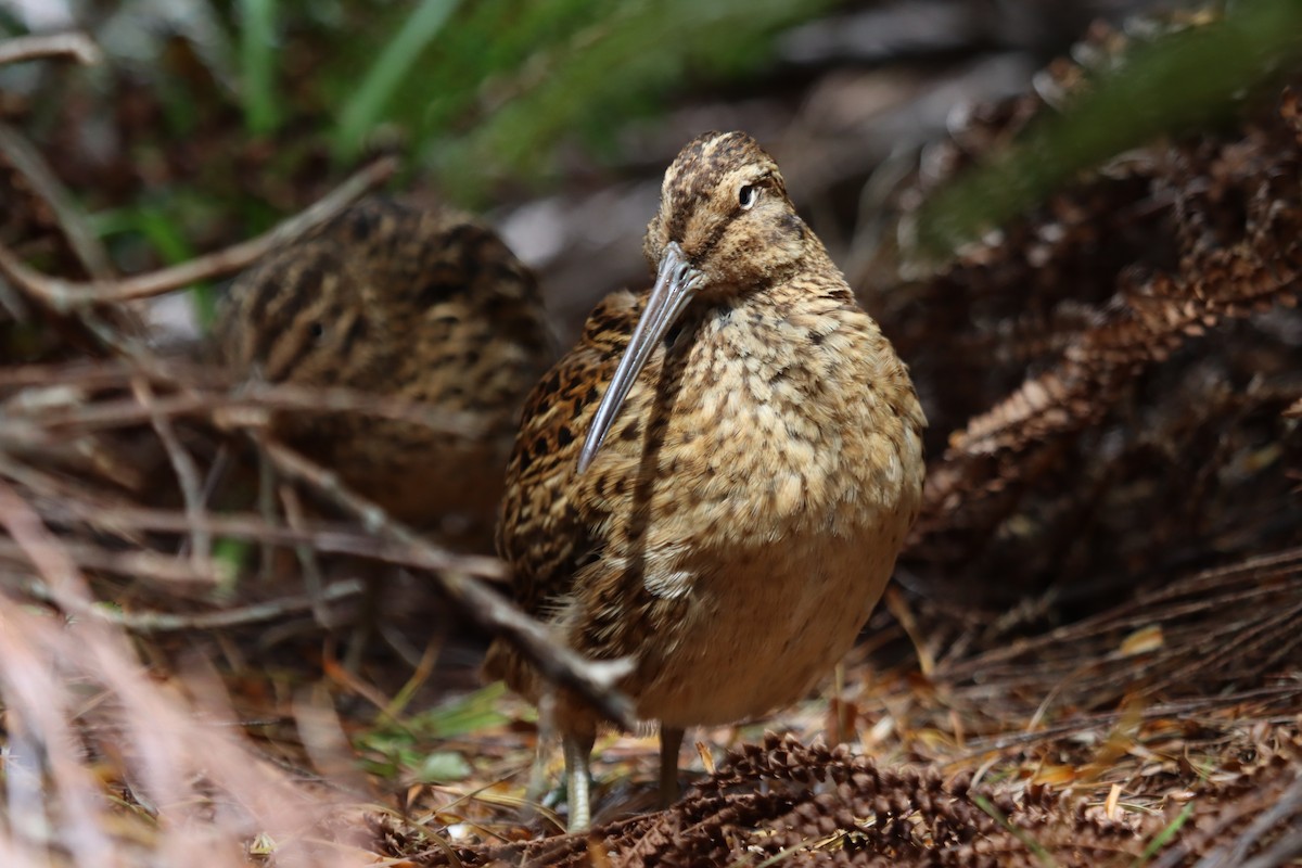 Subantarctic Snipe - ML640883483