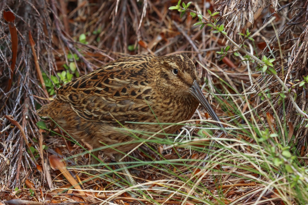 Subantarctic Snipe - ML640883486