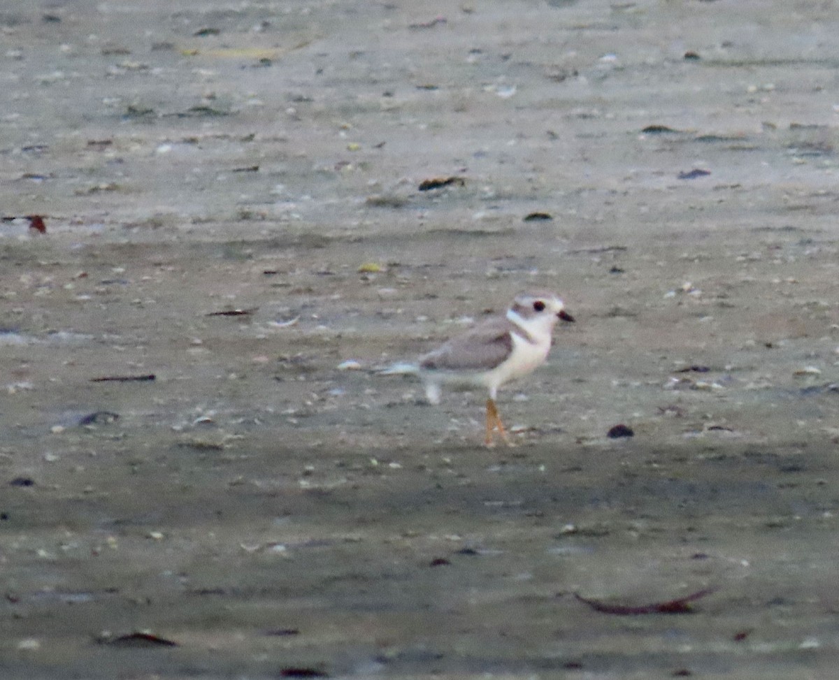 Piping Plover - ML640883530