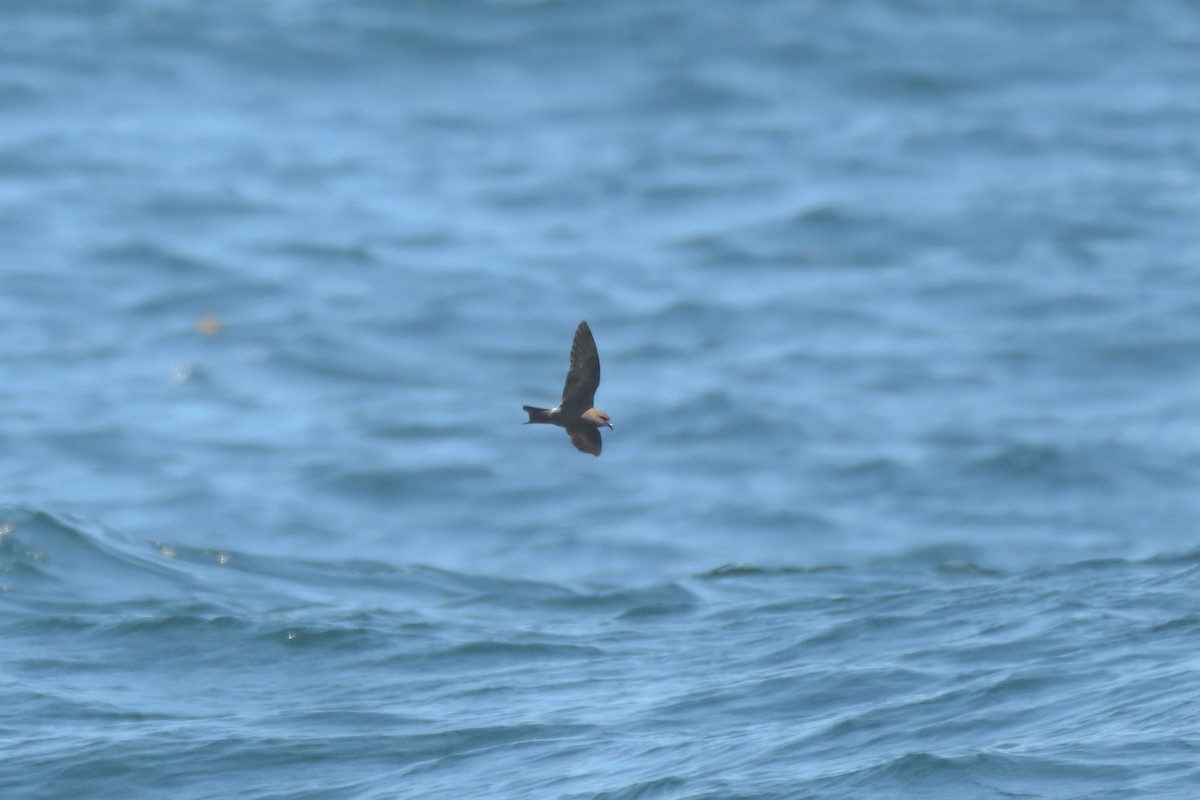 Leach's Storm-Petrel - ML640883571