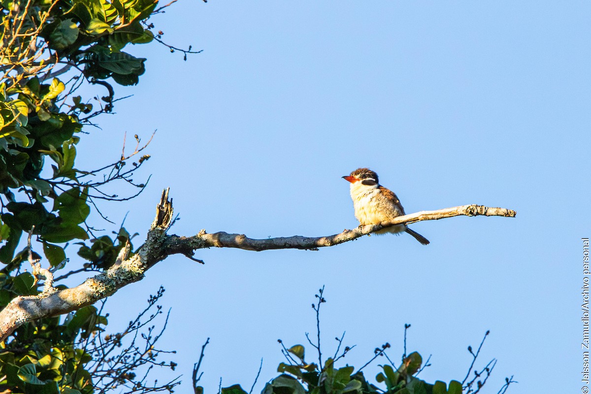 White-eared Puffbird - ML640883602