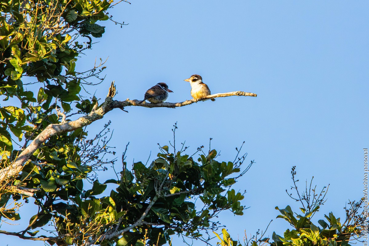 White-eared Puffbird - ML640883603