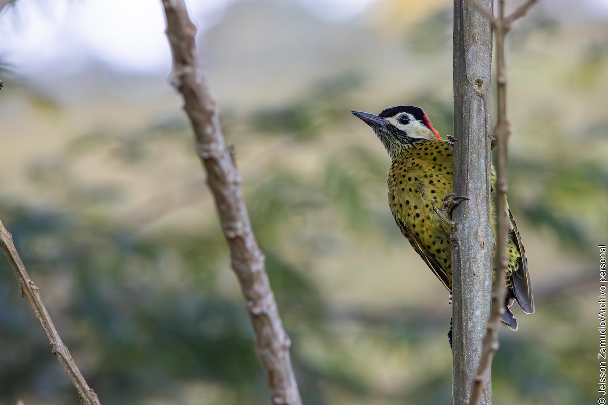 Green-barred Woodpecker - ML640883642