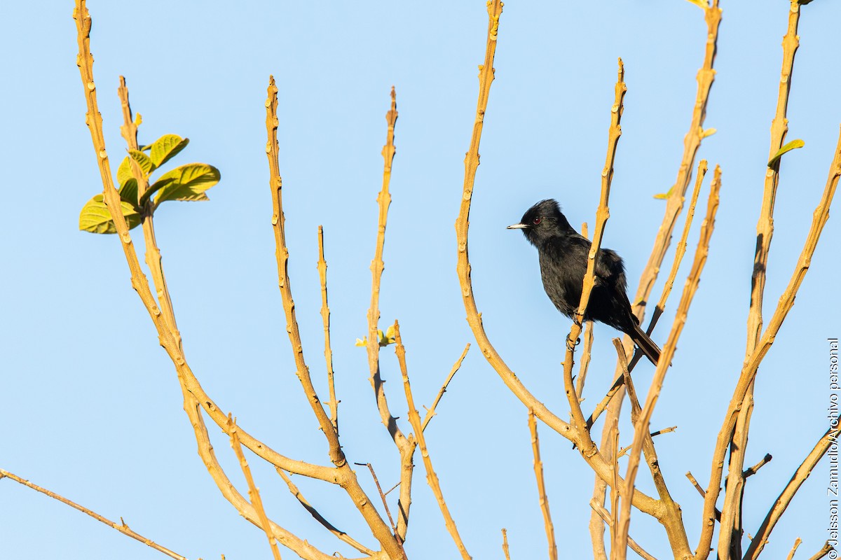 Velvety Black-Tyrant - ML640883649