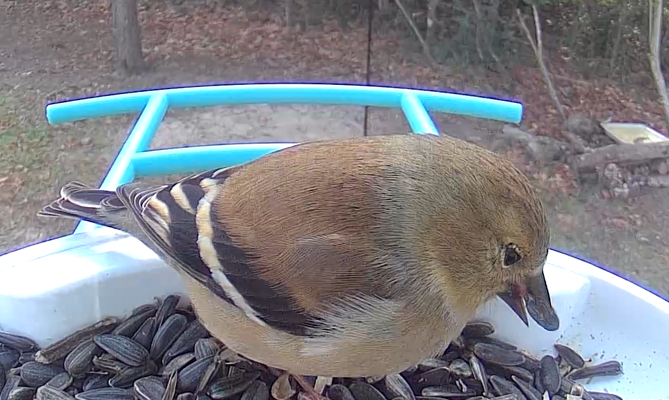 American Goldfinch - ML640883686