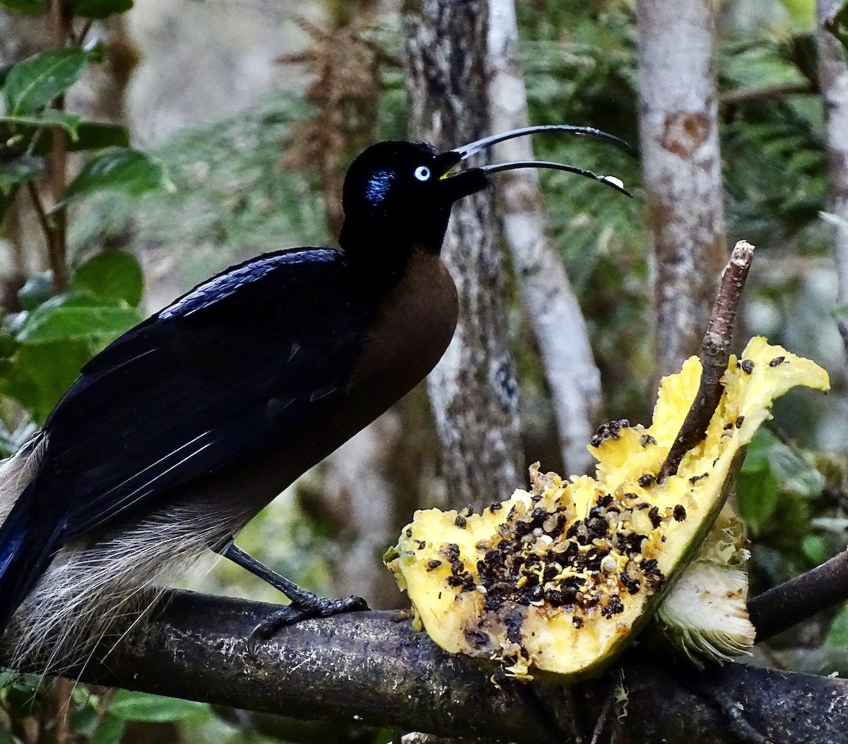 Brown Sicklebill - ML640883722