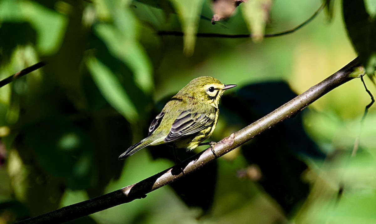 Prairie Warbler - ML640883737
