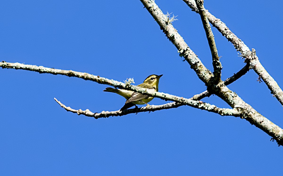 Blackburnian Warbler - ML640883757