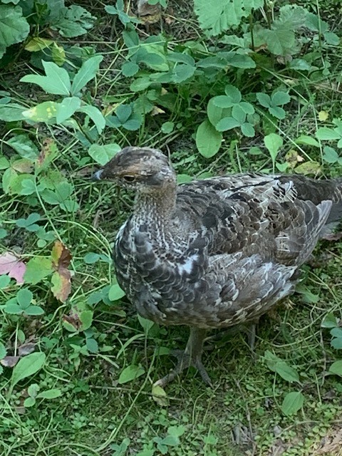 Dusky Grouse - ML640883793