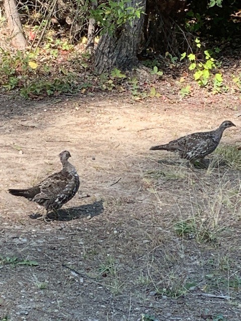 Dusky Grouse - ML640883819