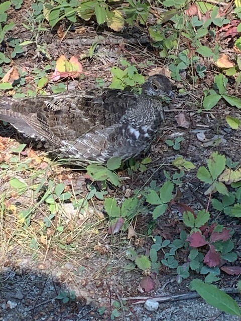 Dusky Grouse - ML640883826