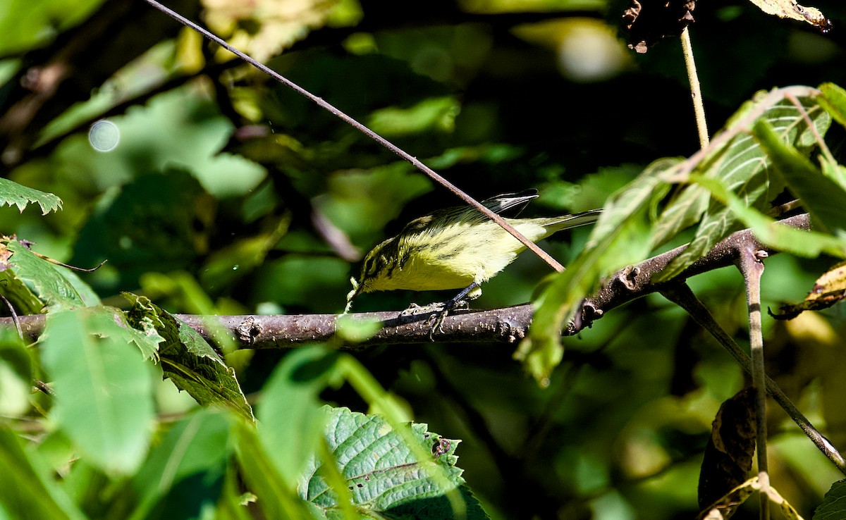 Prairie Warbler - ML640883833