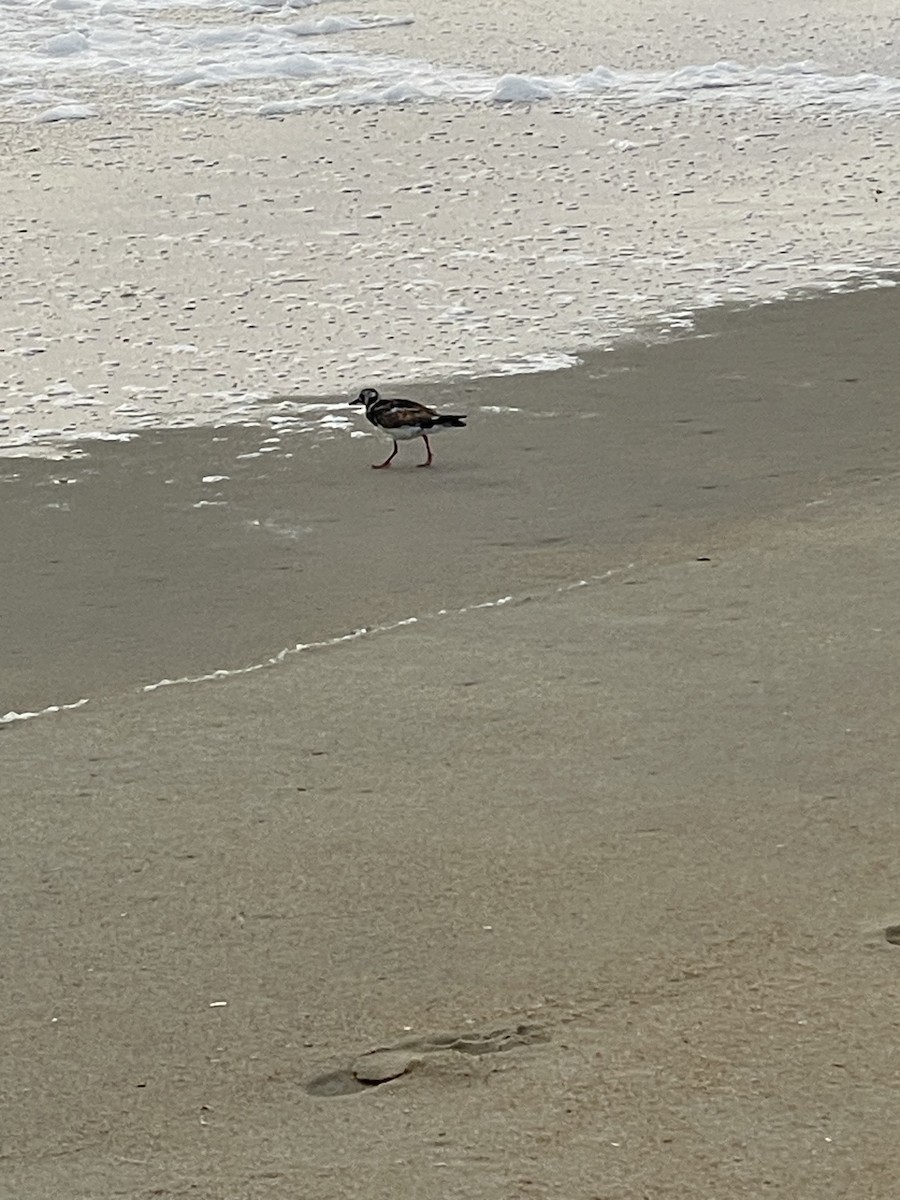 Ruddy Turnstone - ML640883896