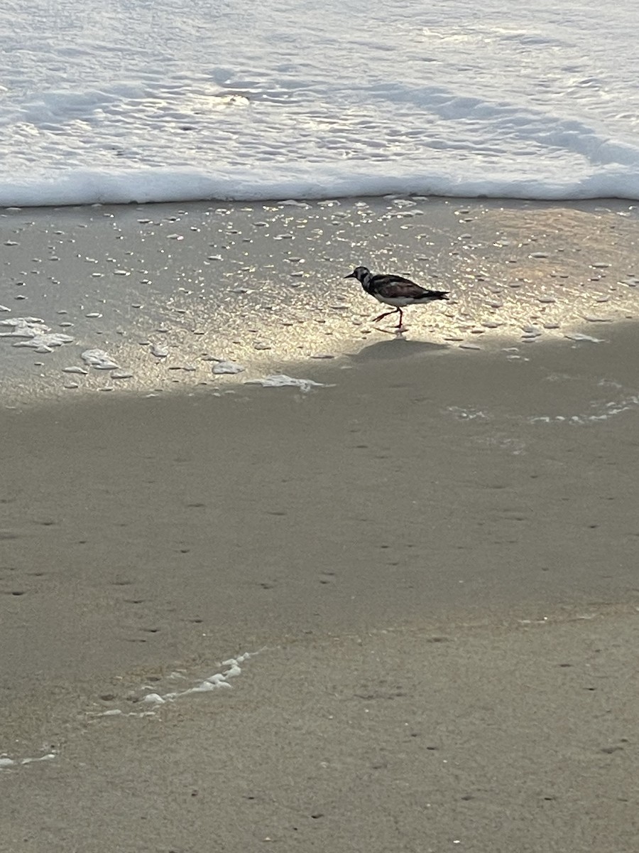 Ruddy Turnstone - ML640883897