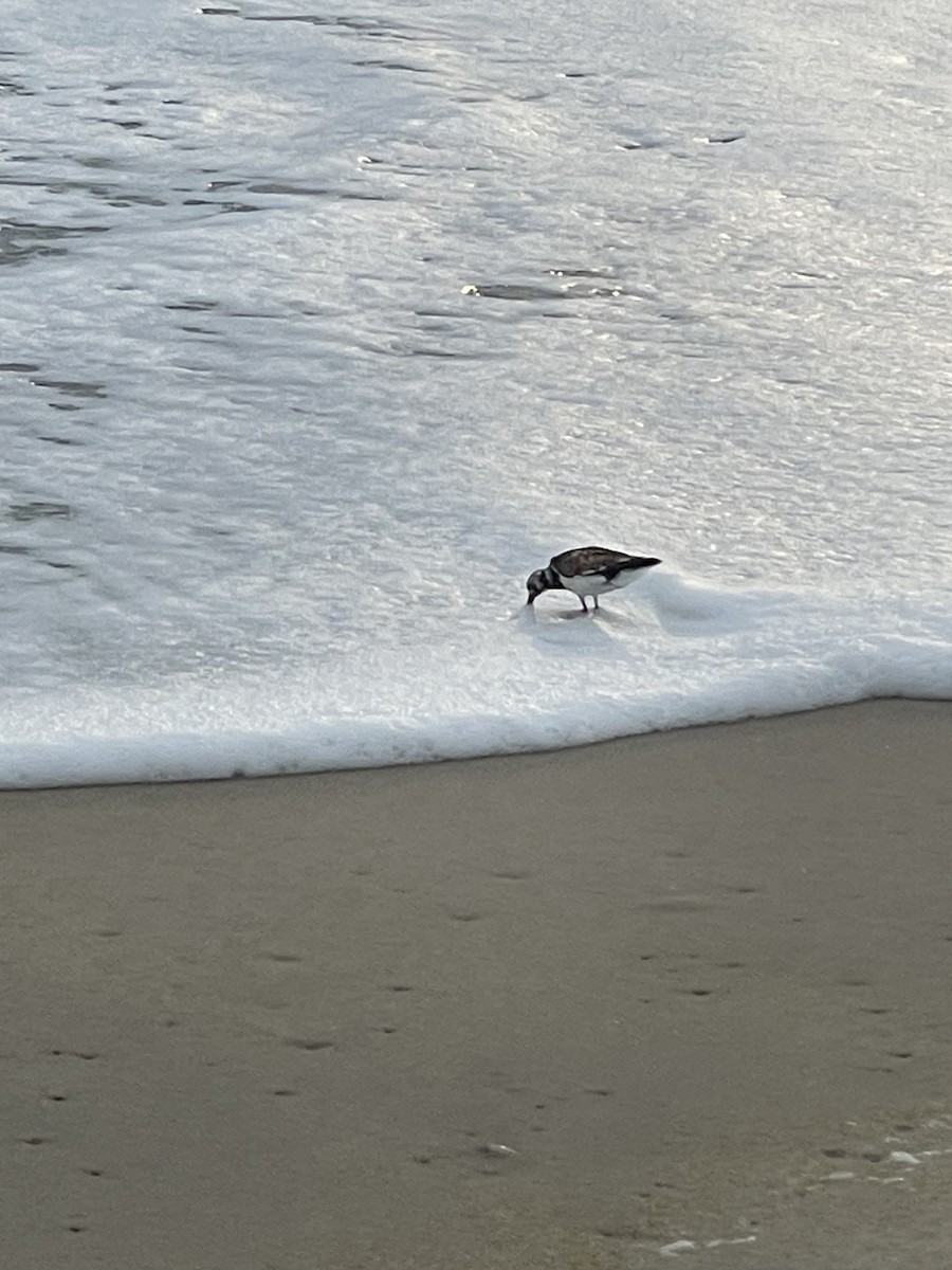 Ruddy Turnstone - ML640883898