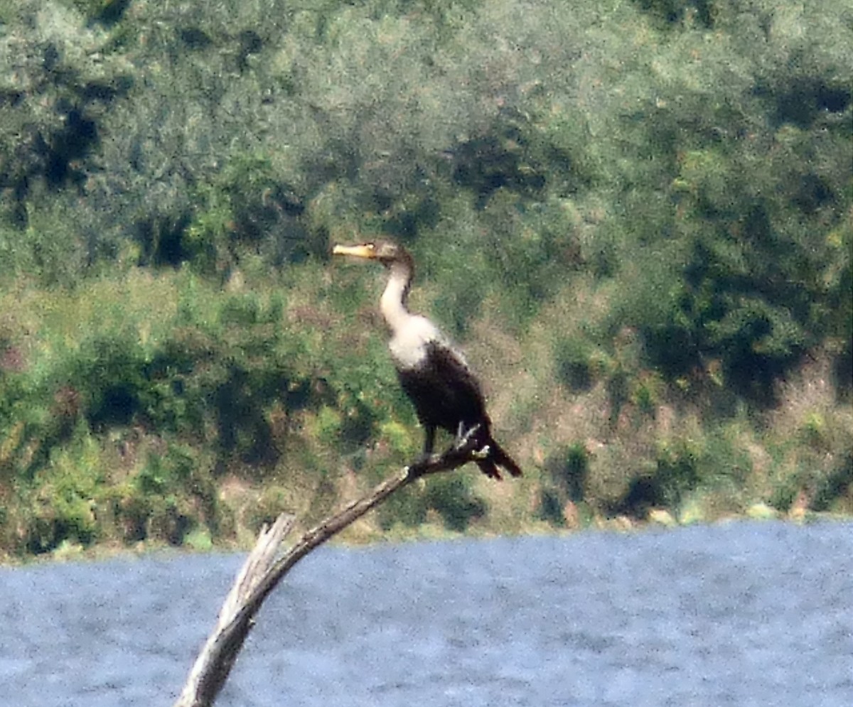Double-crested Cormorant - ML640883937