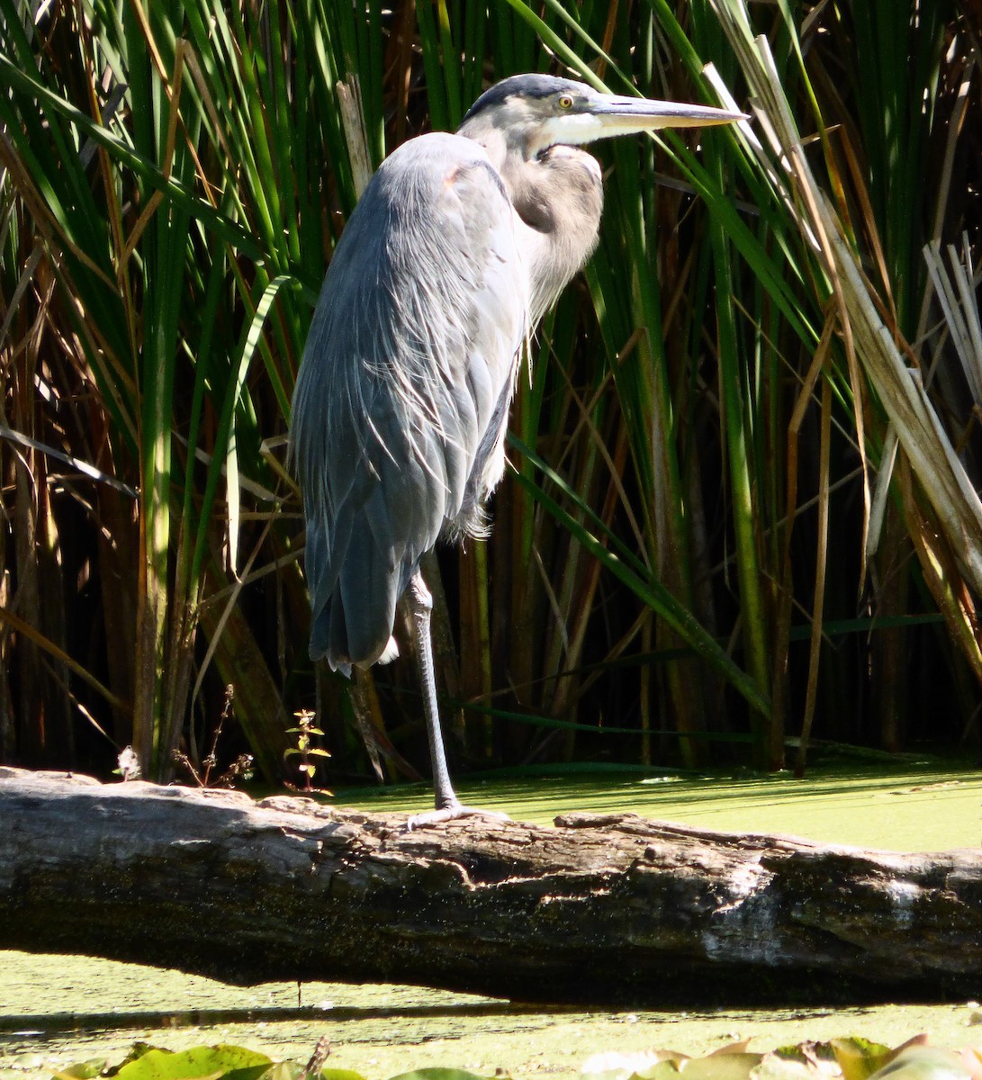 Great Blue Heron - ML640883956