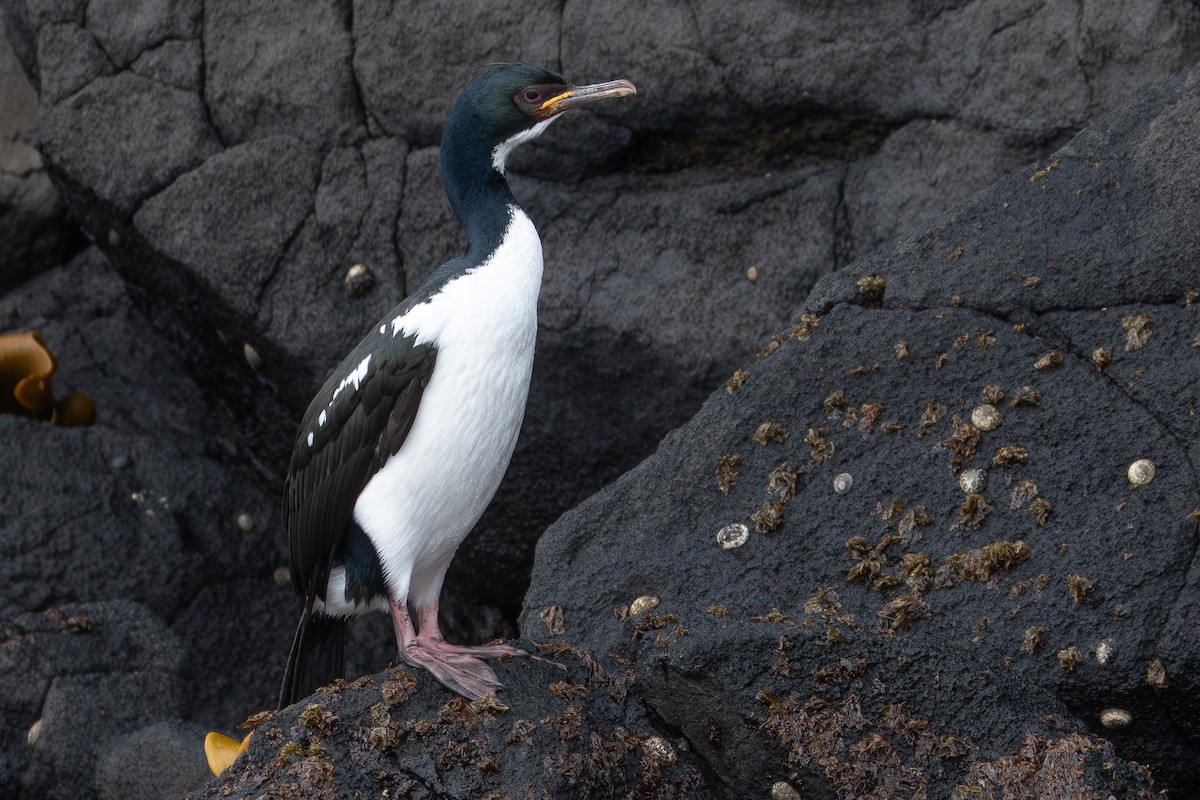 Campbell Islands Shag - ML640883964
