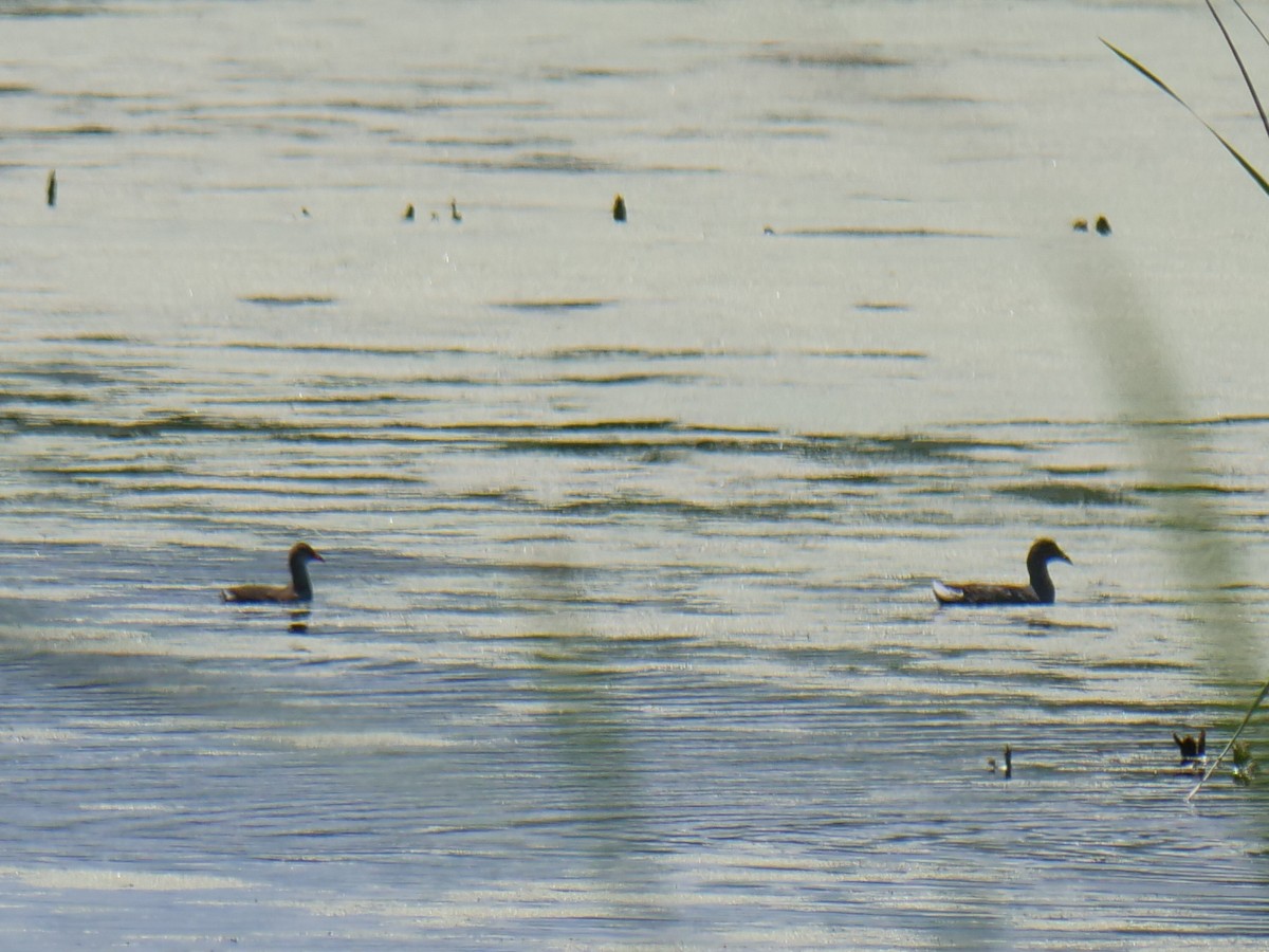 Common Gallinule - ML640883972