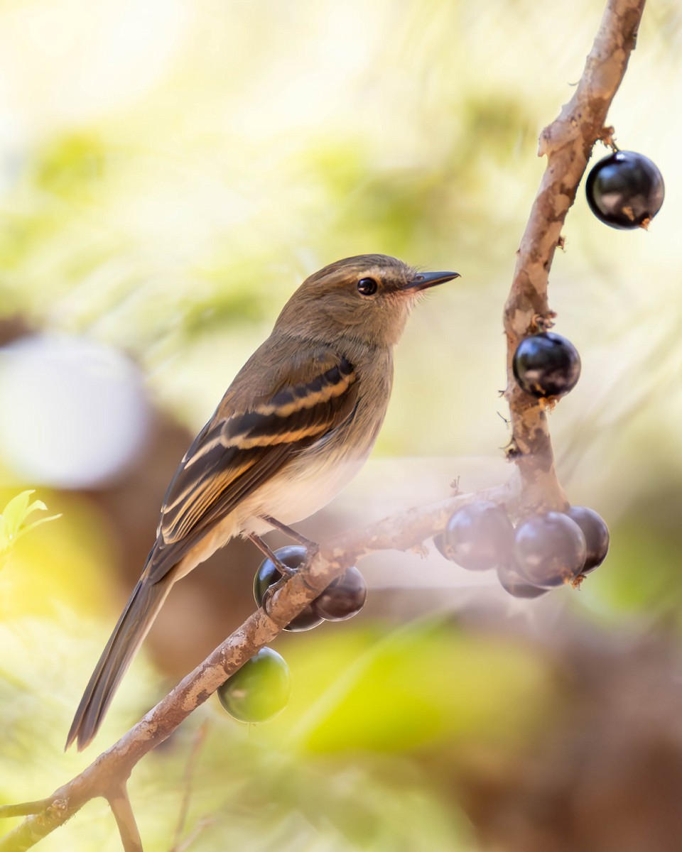 Fuscous Flycatcher - ML640883980