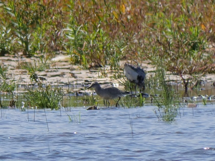 Red Knot - ML640883987