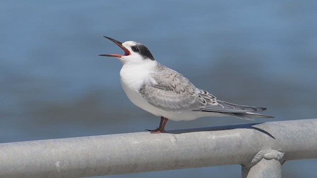 Common Tern - ML640884082