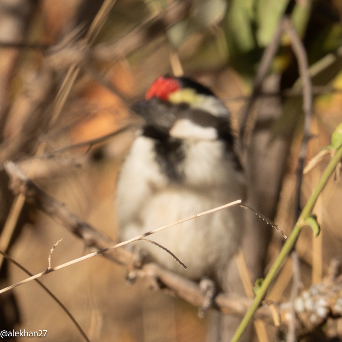 Rotstirn-Bartvogel - ML640884094