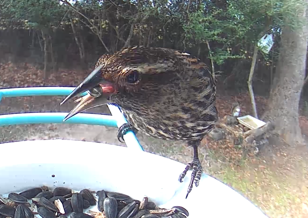 Red-winged Blackbird - ML640884099