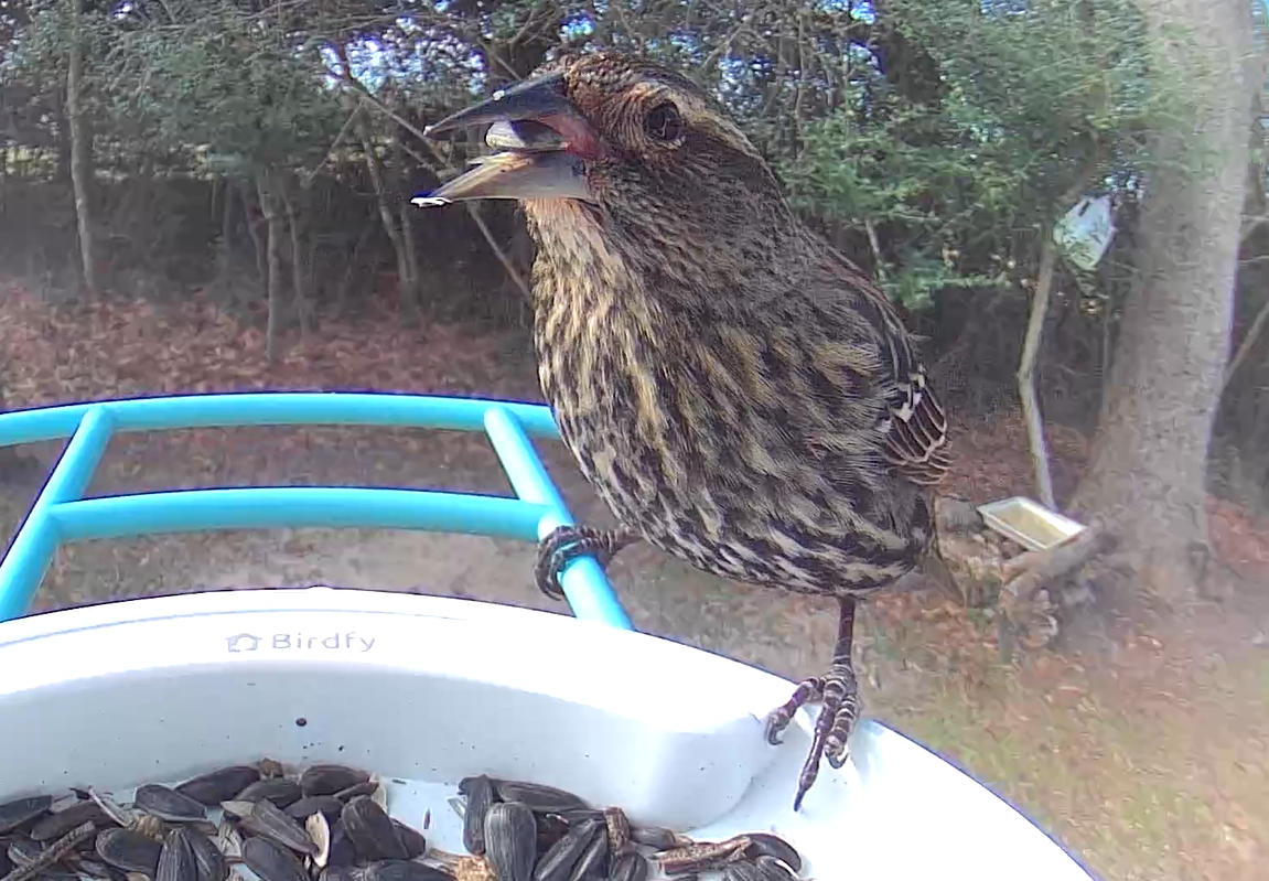 Red-winged Blackbird - ML640884100