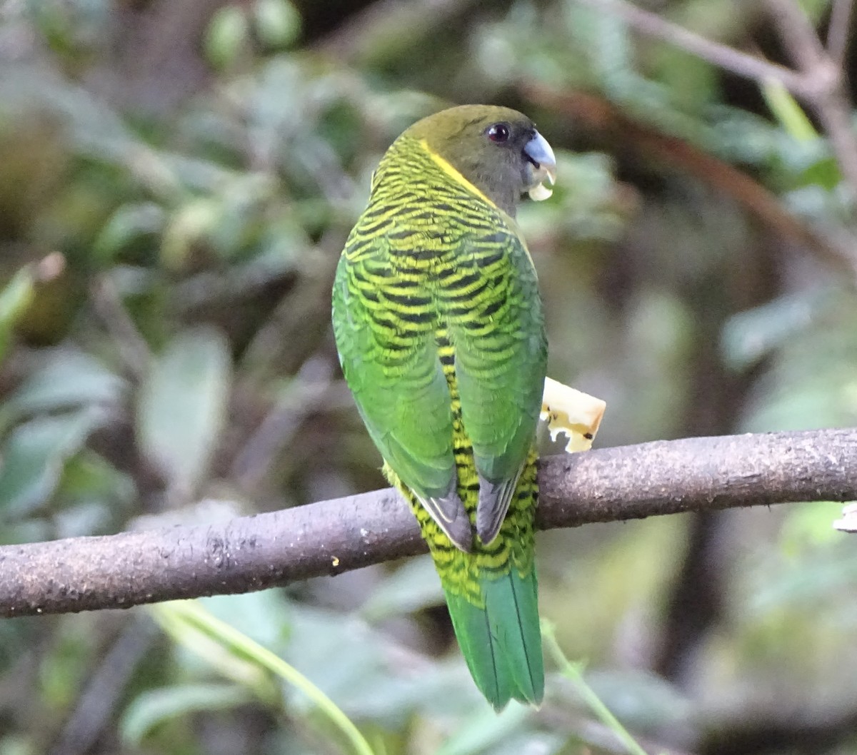 Brehm's Tiger-Parrot - ML640884108