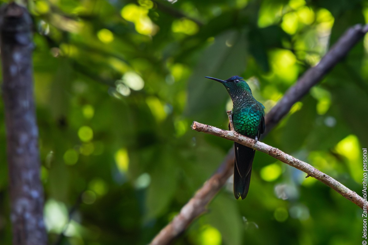 Violet-capped Woodnymph - ML640884110