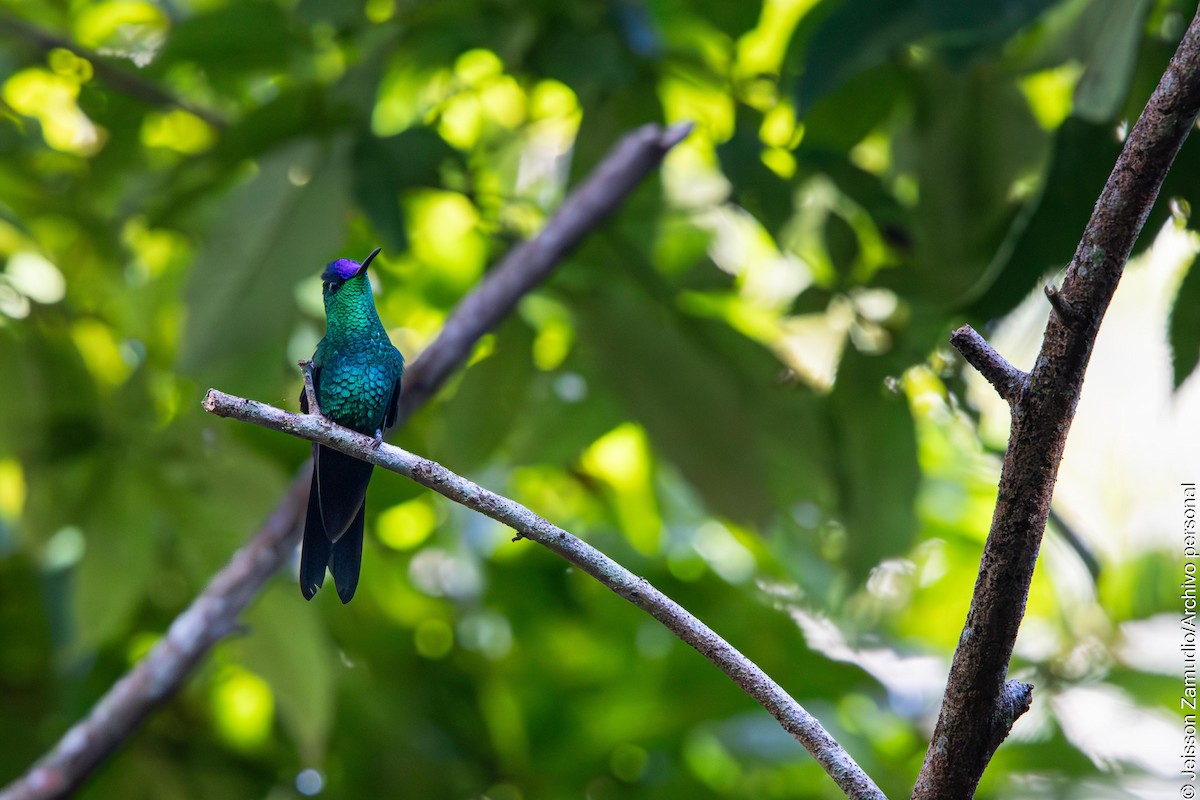 Violet-capped Woodnymph - ML640884111