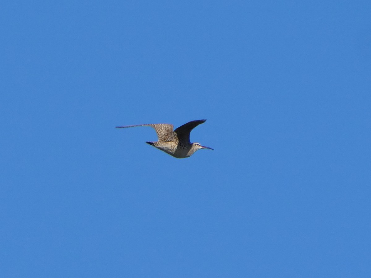 Hudsonian Whimbrel - ML640884118