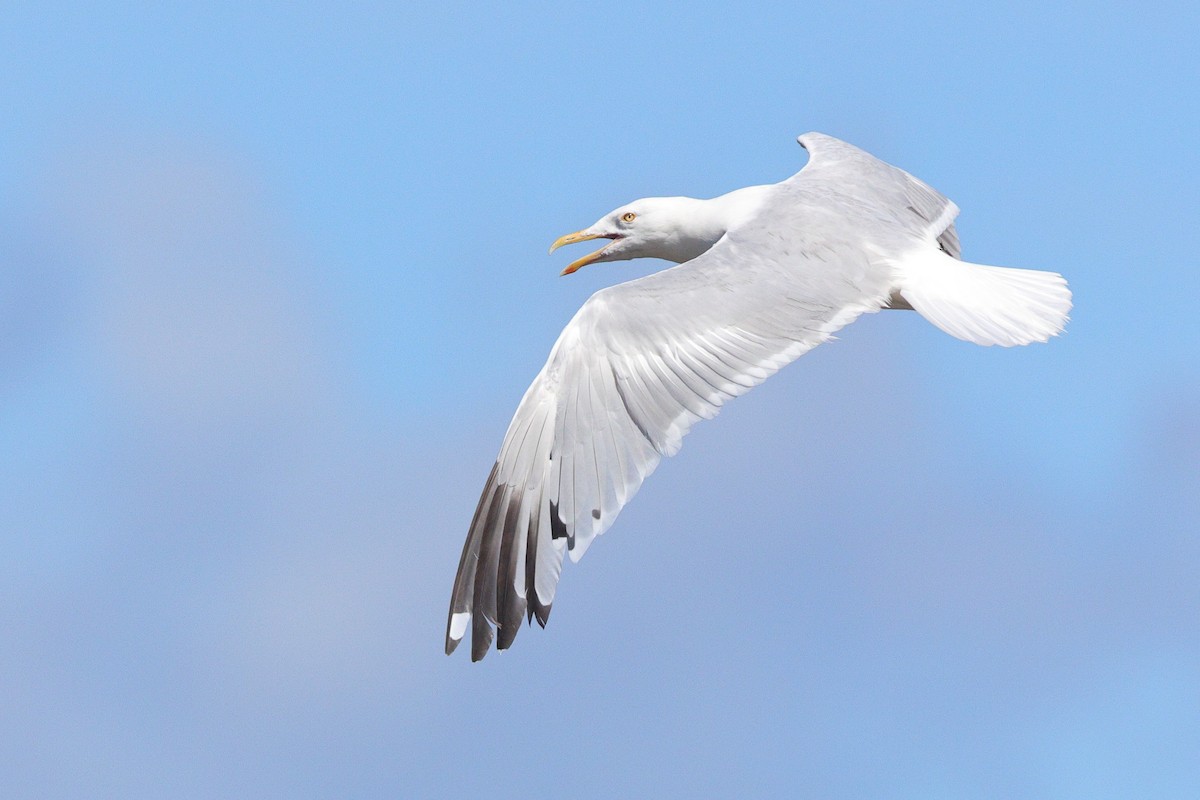 American Herring Gull - ML640884125