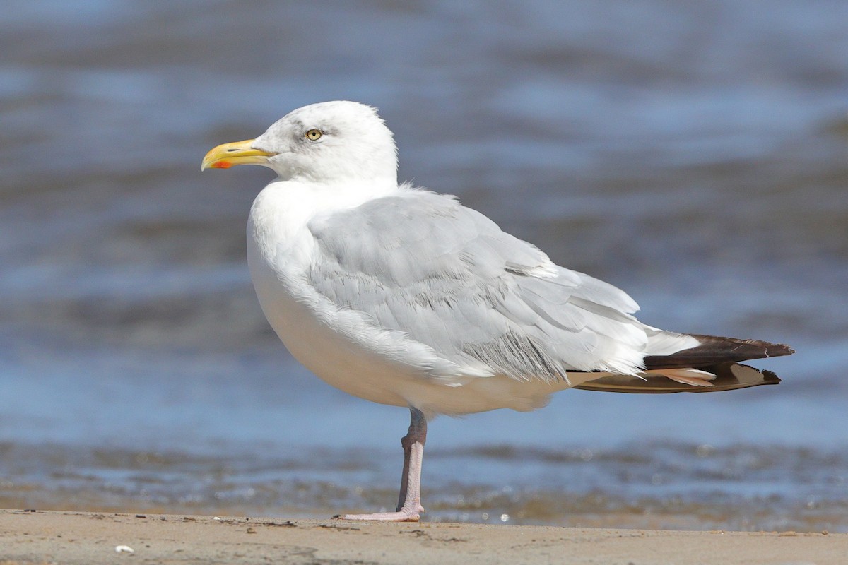 American Herring Gull - ML640884126