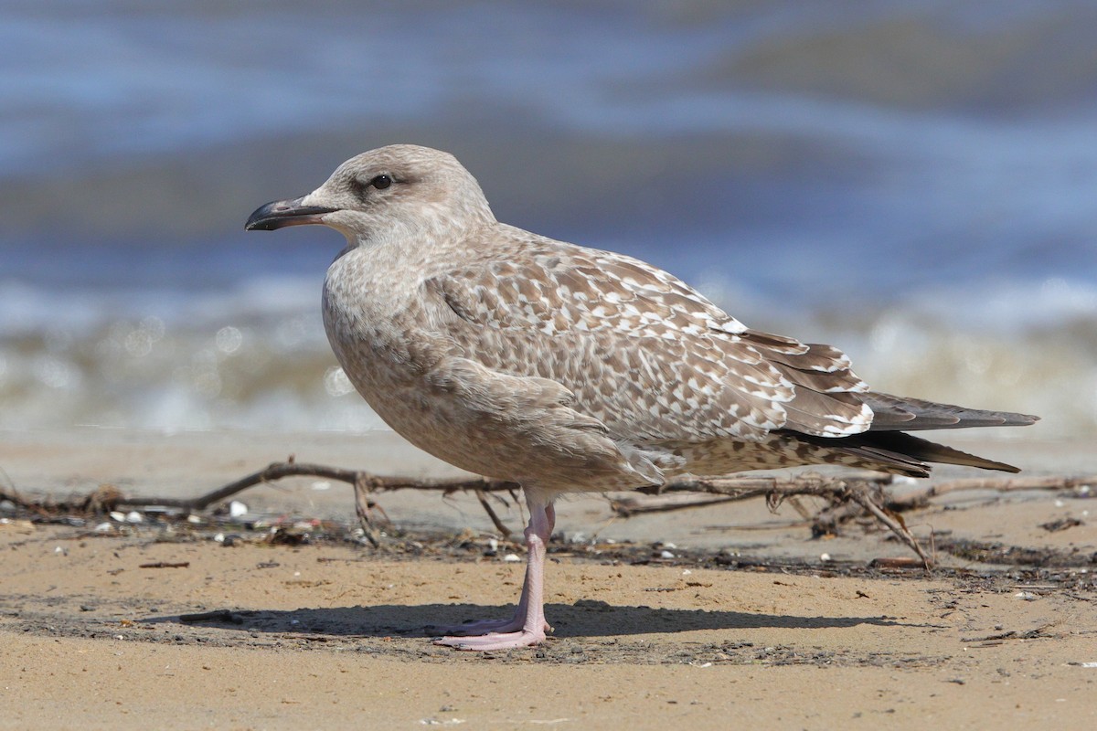 American Herring Gull - ML640884127