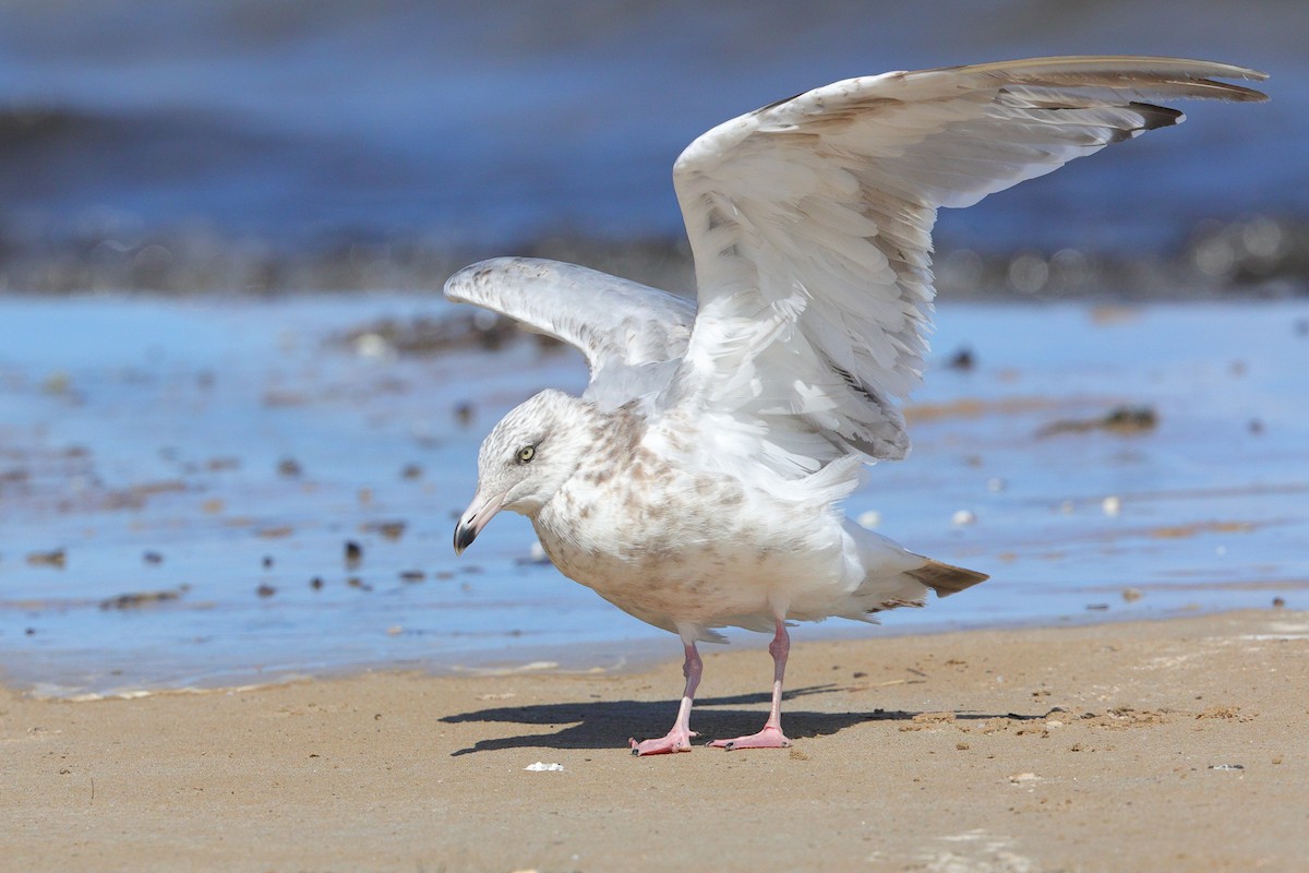 American Herring Gull - ML640884128