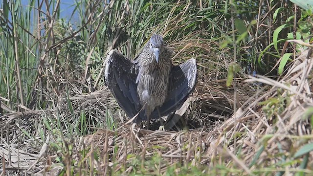 Yellow-crowned Night Heron - ML640884129