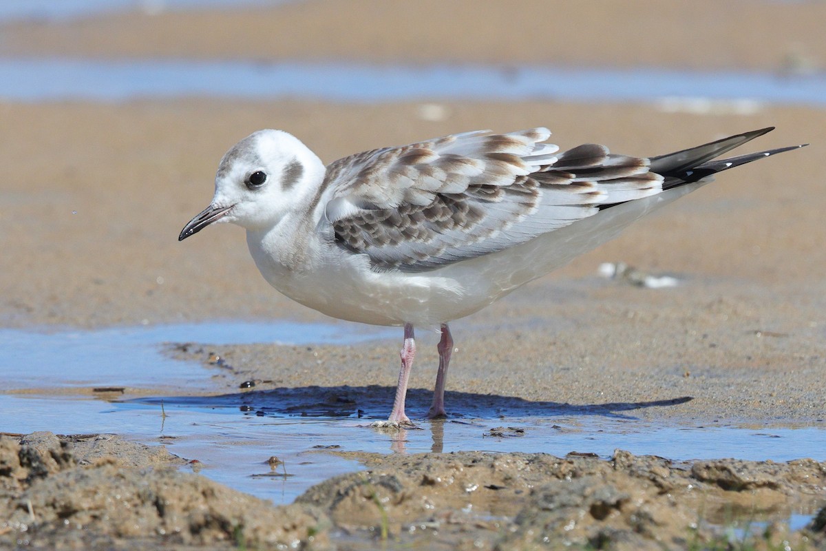 Bonaparte's Gull - ML640884132