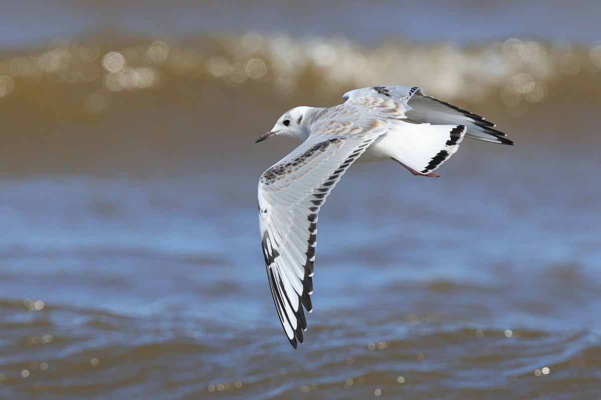 Bonaparte's Gull - ML640884133