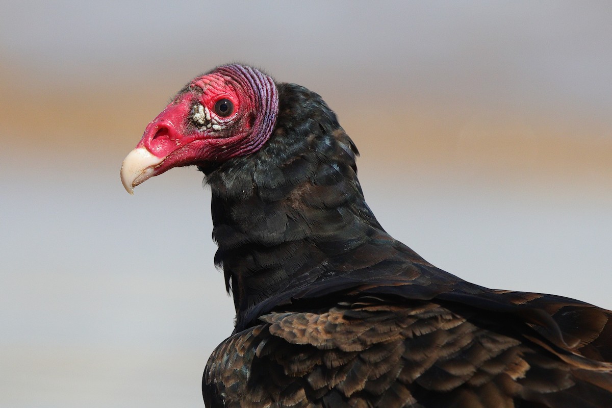 Turkey Vulture - ML640884134