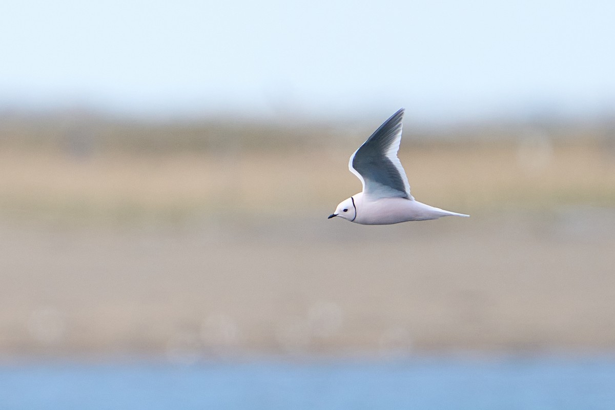 Ross's Gull - ML640884137