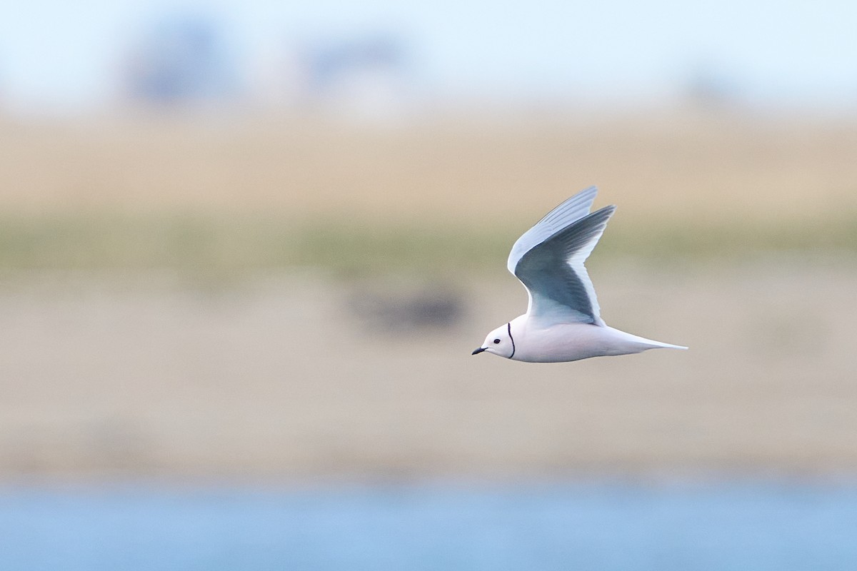 Ross's Gull - ML640884138