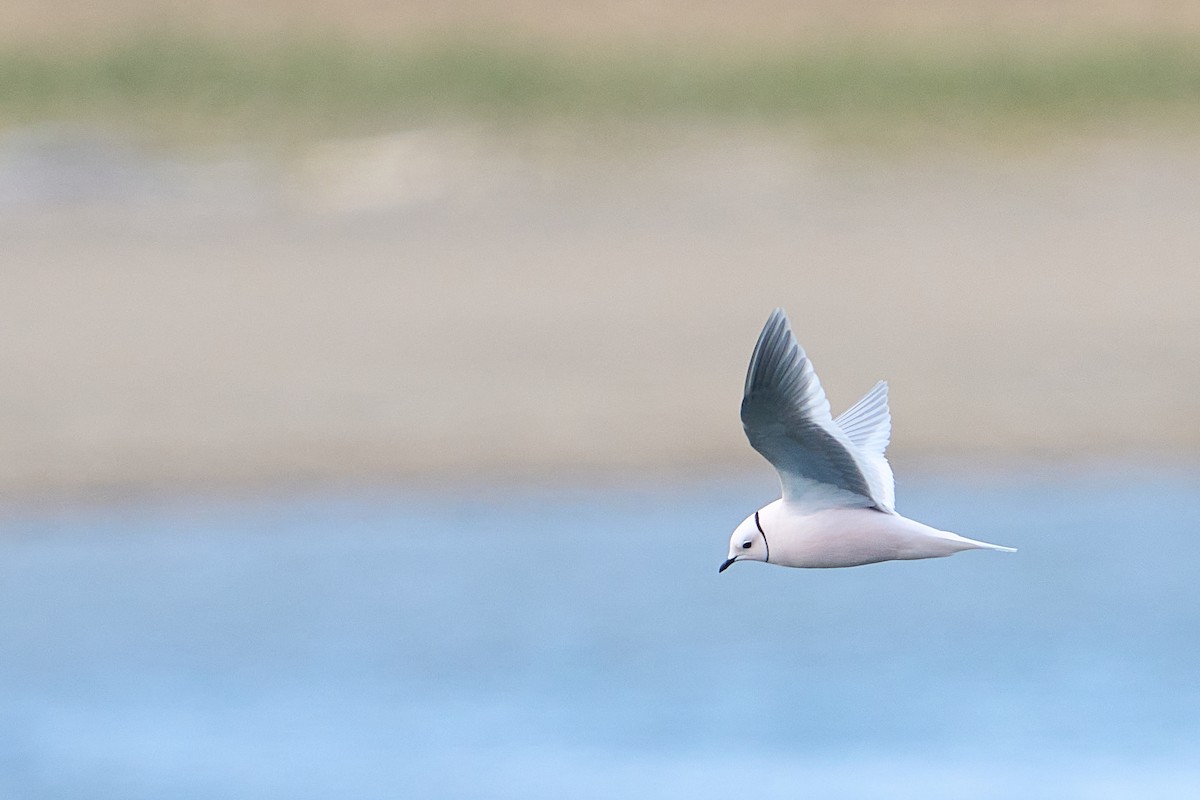 Ross's Gull - ML640884139